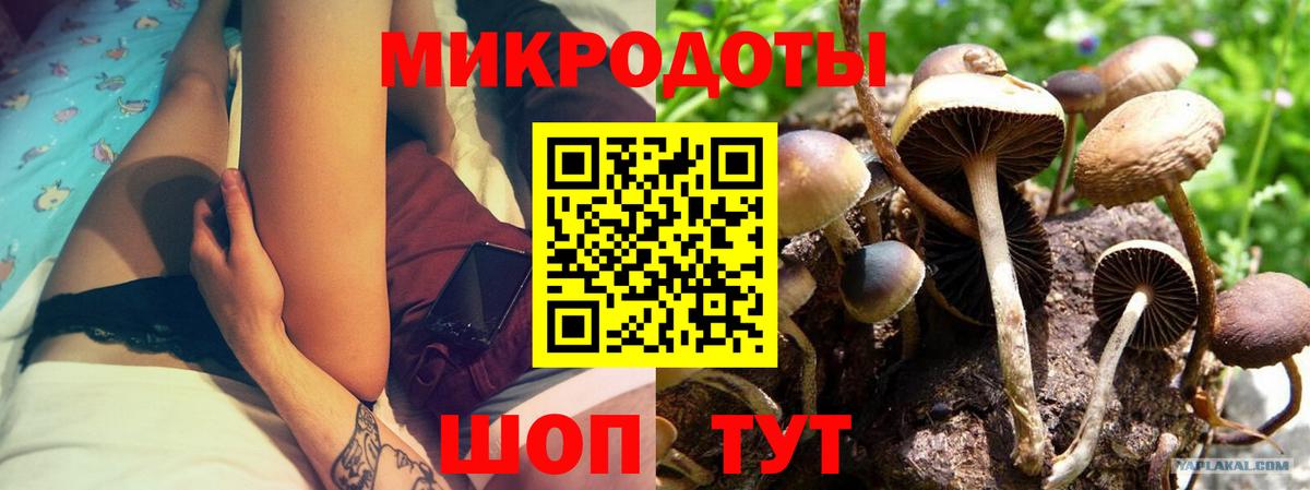 Галлюциногенные грибы Psilocybine cubensis Назарово